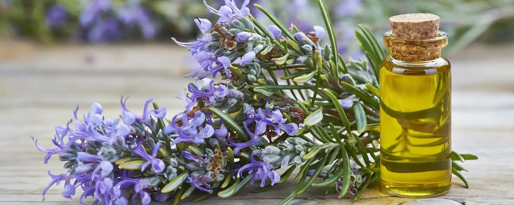 روغن رزماری برای رشد مو