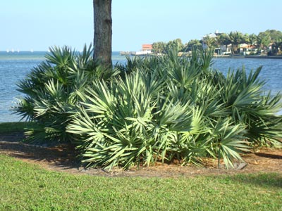 قرص Saw Palmetto