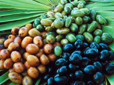 قرص Saw Palmetto 