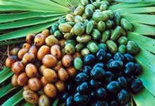 قرص Saw Palmetto و درمان ریزش مو