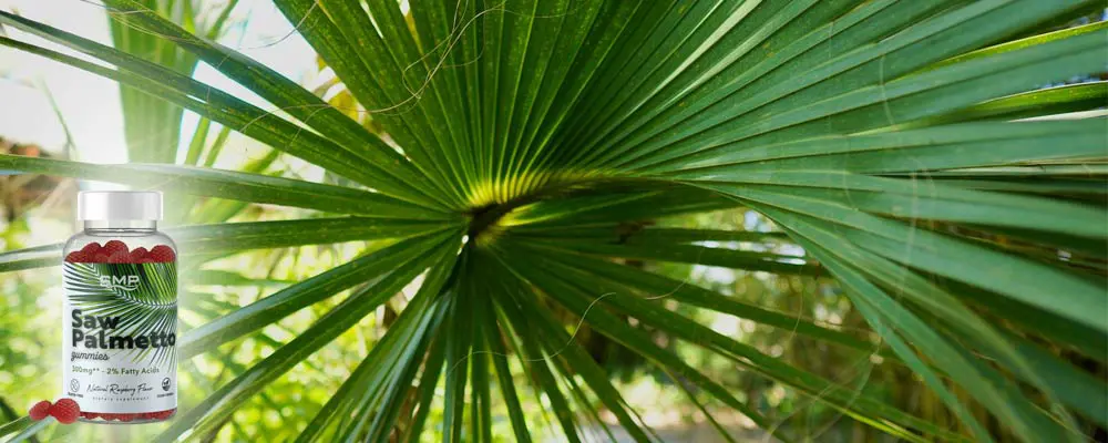 درمان ریزش مو با Saw Palmetto